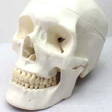 SKULL03 (12329) modèle médical d&#39;anatomie de crâne pour la communication patiente